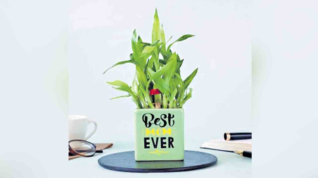 చిట్టి కుండీలు