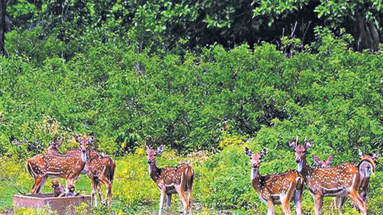 ఫారెస్ట్‌ ప్లస్‌ 2.0లో తెలంగాణ టాప్‌