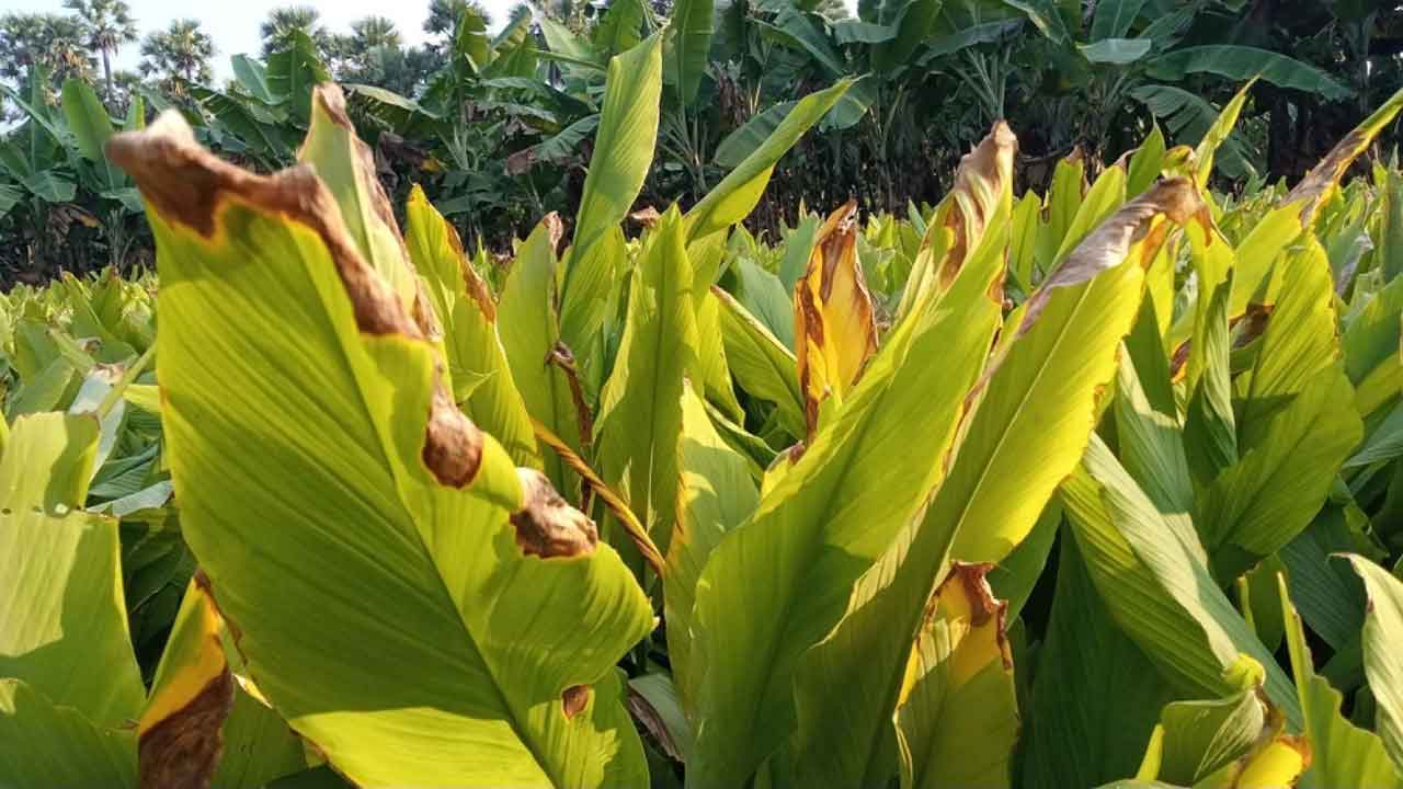 పసుపుపై తెగుళ్ల పంజా