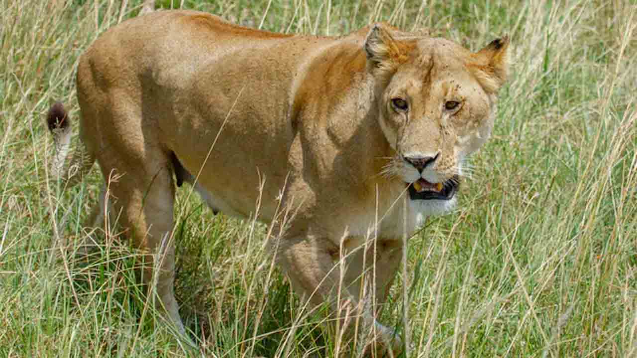 Viral Video | టూరిస్టుల వాహనంలోకి దూకేసిన సింహం.. తర్వాత ఏమైందో చూడండి..!