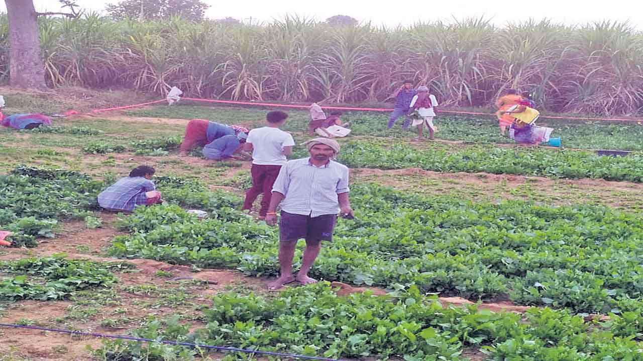 ఆకుకూరల సాగు.. ఆదాయం బాగు