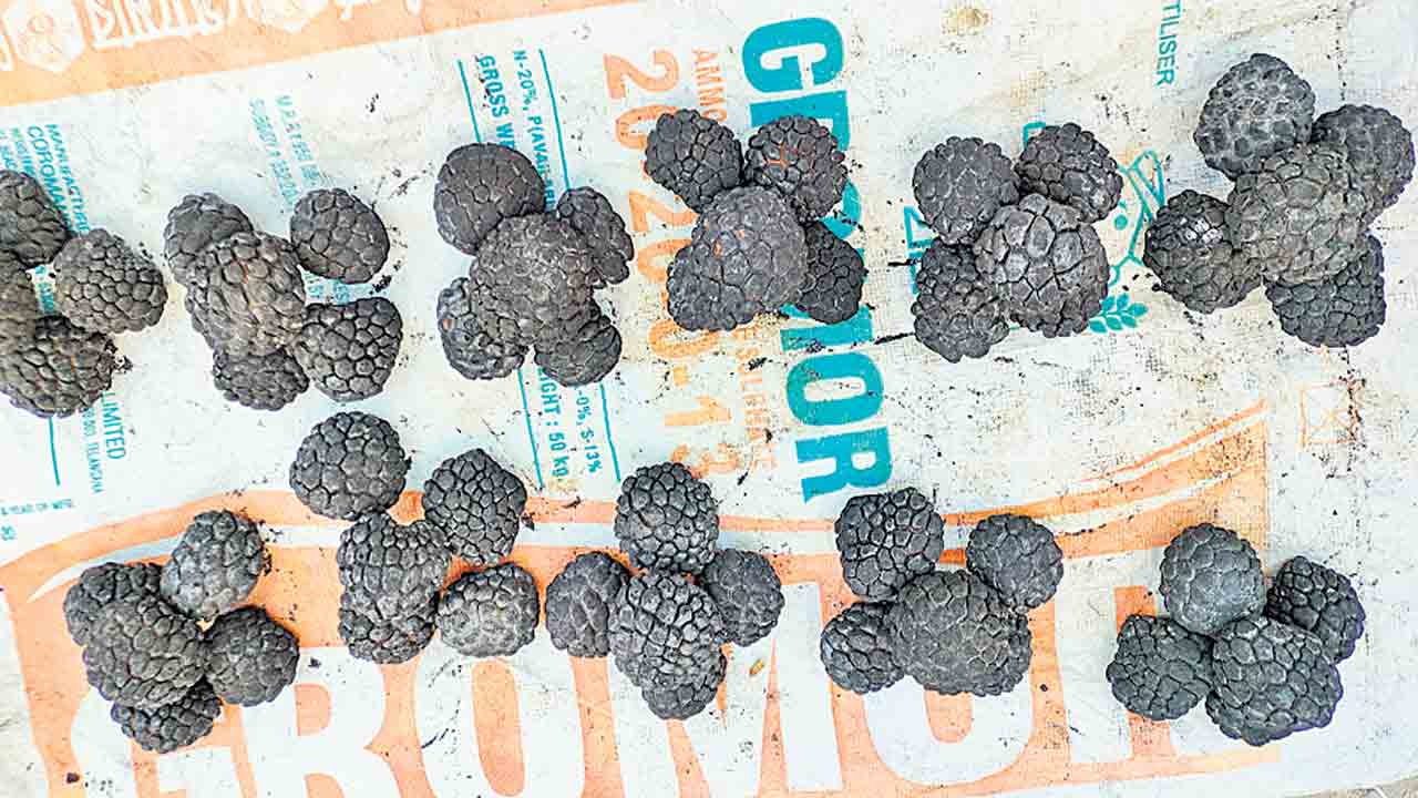 కాల్చిన సీతాఫలాలు రుచి అద్భుతం