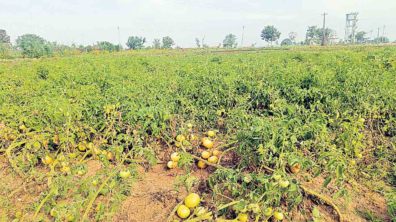 తాజా కూరగాయలు @ వసురాంతండా