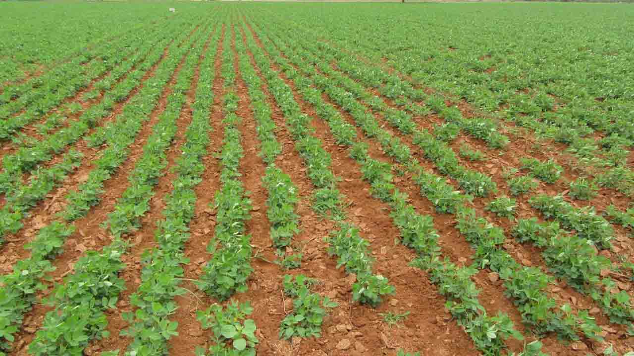 ఆరుతడి సిరుల జడి