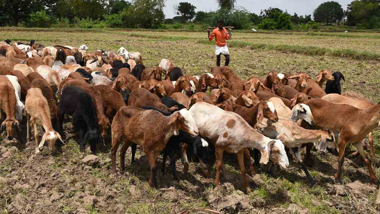 జీవాల పెంపునకు ప్రోత్సాహం
