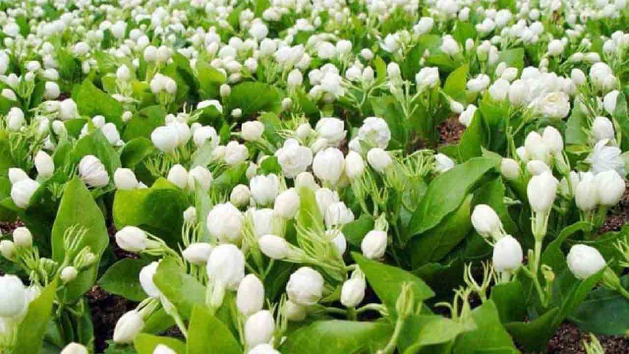 ఆకులకు అడ్డుకట్ట