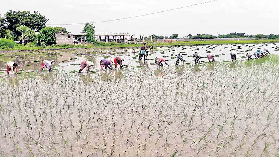 జాగ్రత్తలు పాటిస్తే అధిక దిగుబడులు