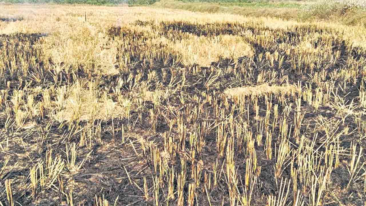 వరికొయ్యలు కాల్చితే ముప్పే!