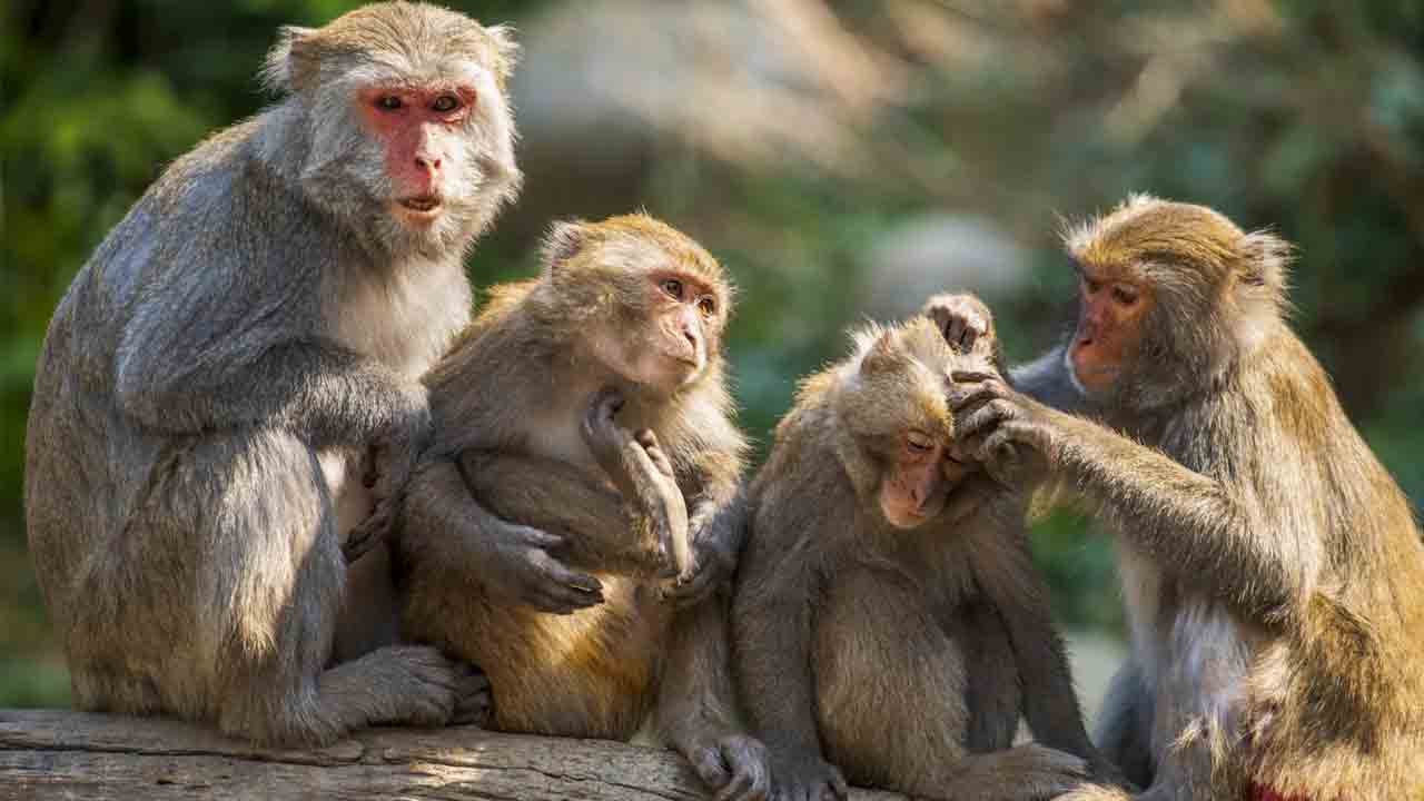 అంతరిక్షంలో కోతుల సంభోగం.. సరికొత్త ప్రయోగానికి చైనా సిద్ధం