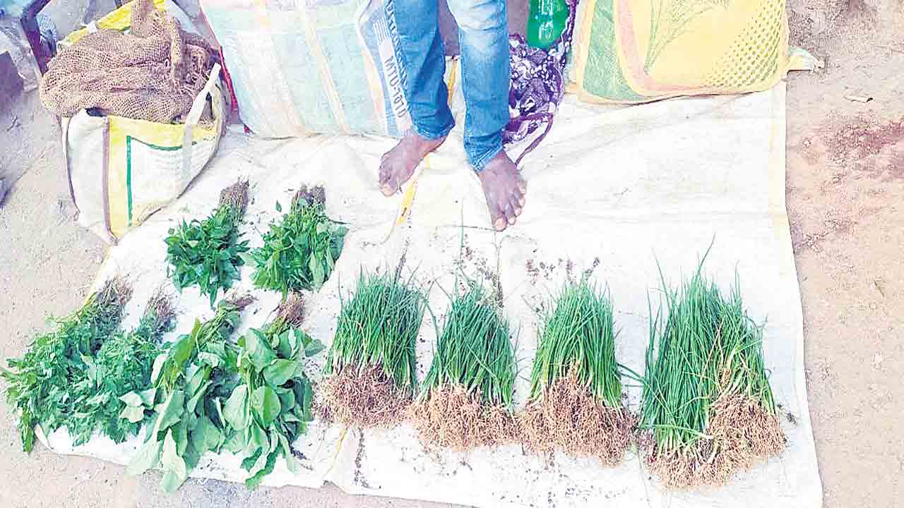 రెడీగా నారు..రైతుల్లో హుషారు