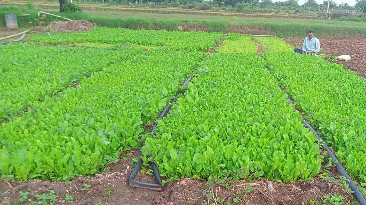 ఎకరన్నరలో..ఏడాదంతా సాగు