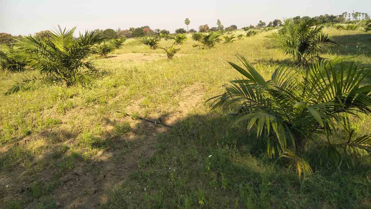 ఊపందుకున్నఆయిల్పామ్ సాగు