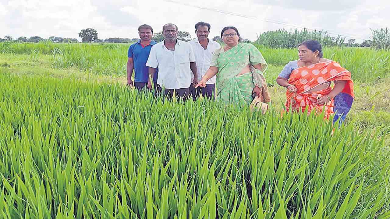 మరింత మెరుగు పడనున్న వ్యవసాయశాఖ సేవలు