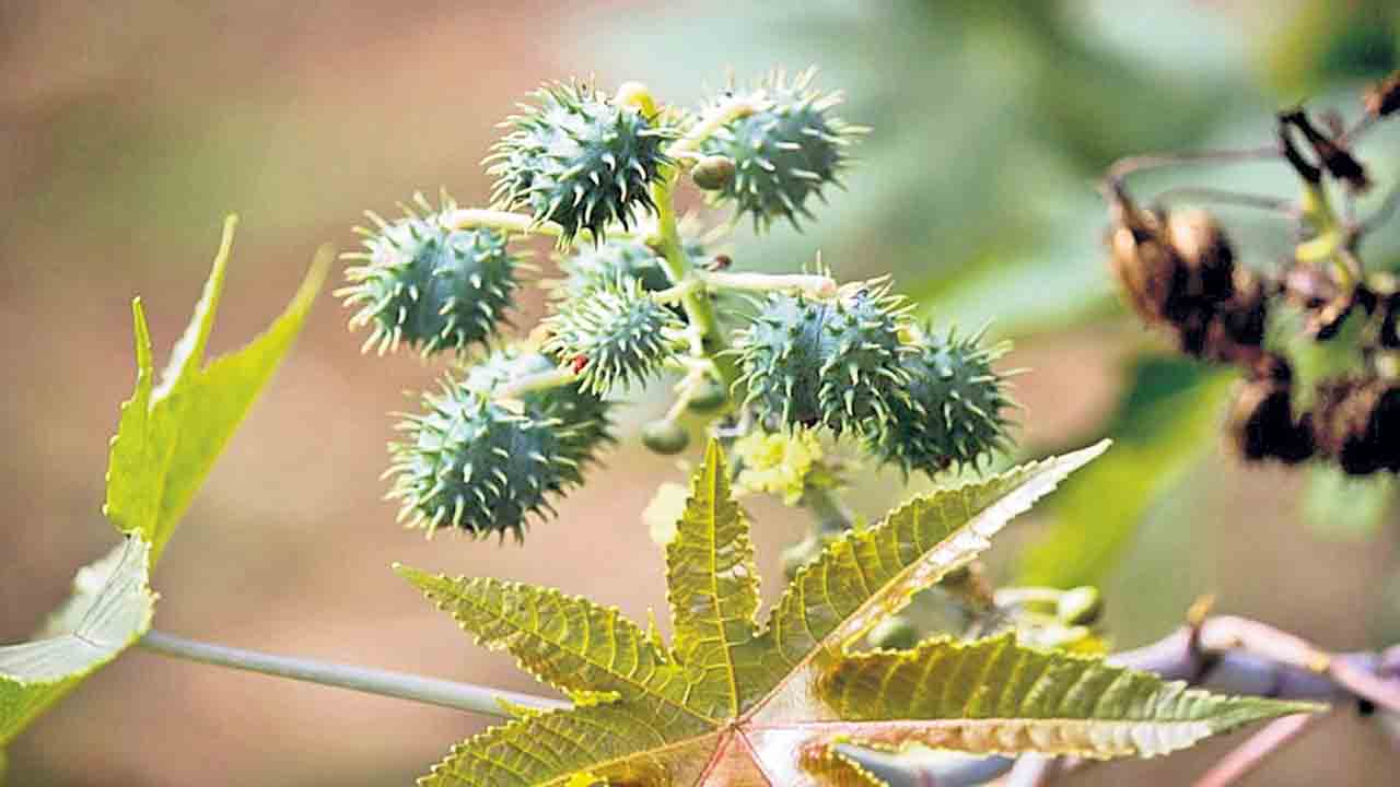 ఆముదం సాగుకు కార్యచరణ