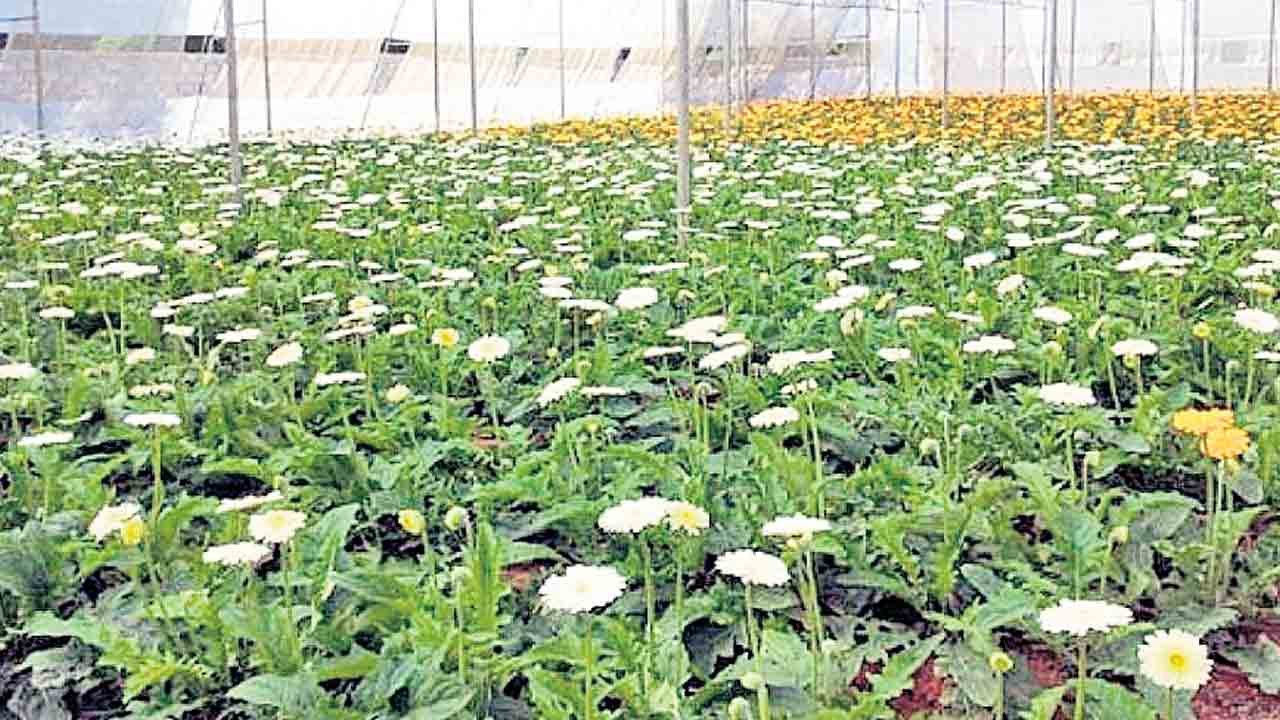 ఆశాజనకంగా..పూల తోటల సాగుపై అన్నదాతల ఆసక్తి