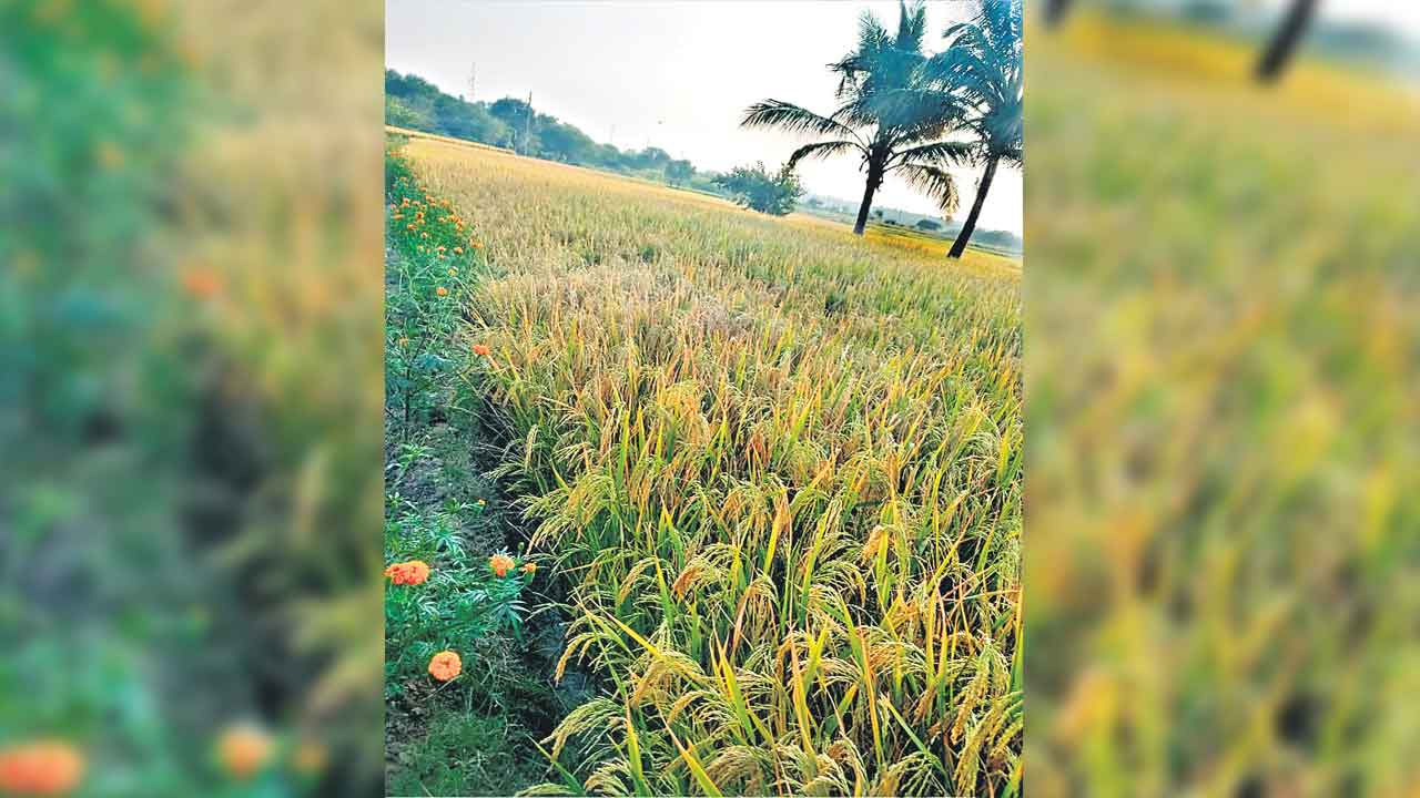 ఆశాజనకంగా వరిసాగు