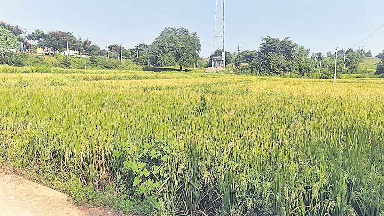 పుష్కలంగా వానకాలం పంటలు