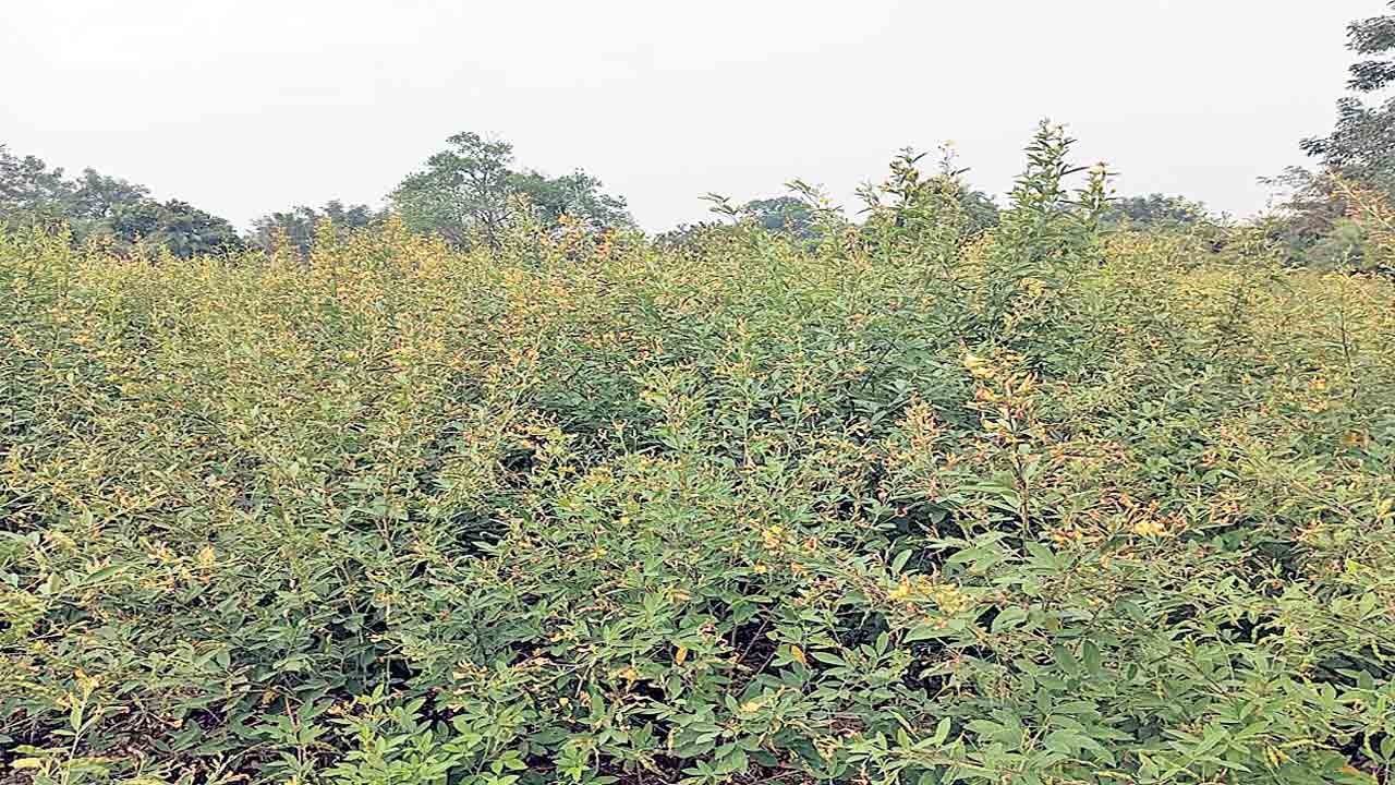 కంది సాగు ఆశాజనకం