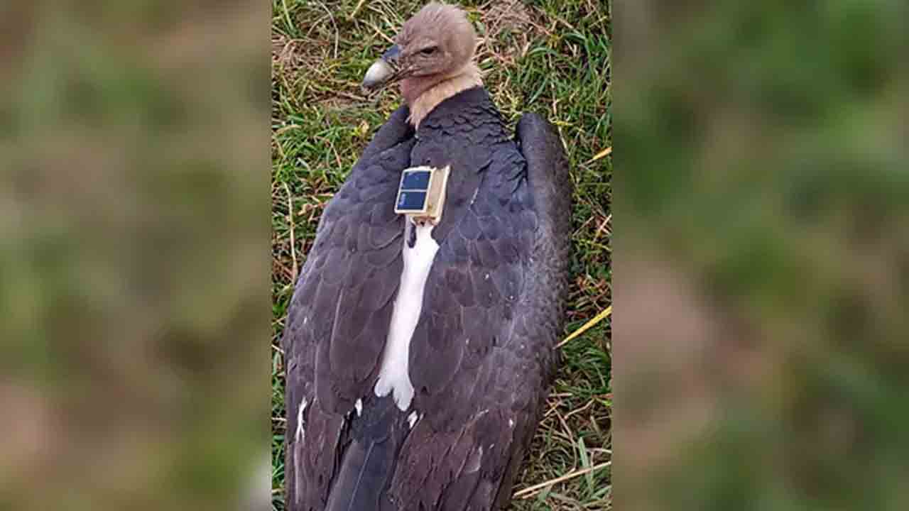 Rare Vulture : 10 నెలల క్రితం నేపాల్‌లో మిస్సింగ్‌.. ఇప్పుడు బీహార్‌లో ప్రత్యక్షం