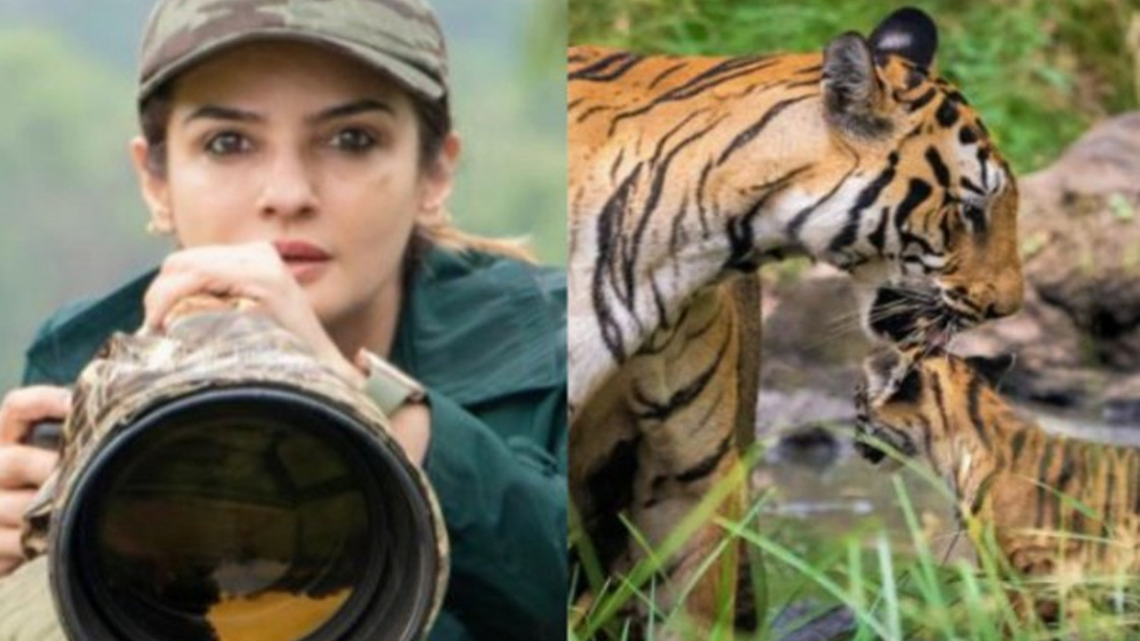 పులిని దగ్గరి నుంచి వీడియో తీసి చిక్కుల్లోపడ్డ రవీనాటాండన్‌