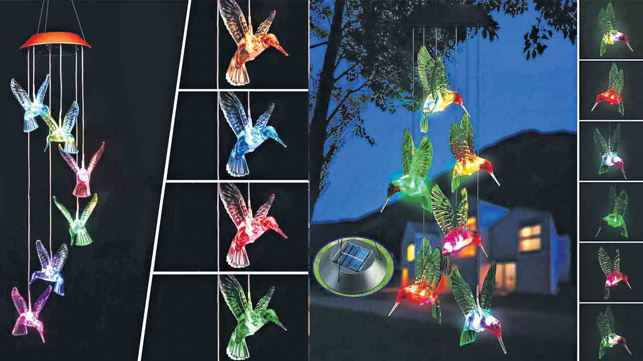 రాత్రిపూట.. రంగుల చిలుకలు!