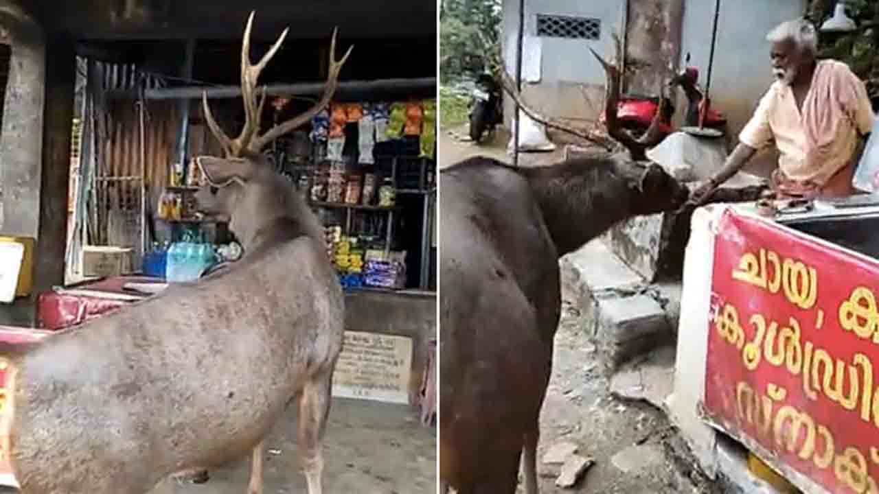 Viral Video | టీ స్టాల్‌ వద్దకు వచ్చిన సాంబార్‌ దుప్పి.. తర్వాత ఏమైందో చూడండి..!