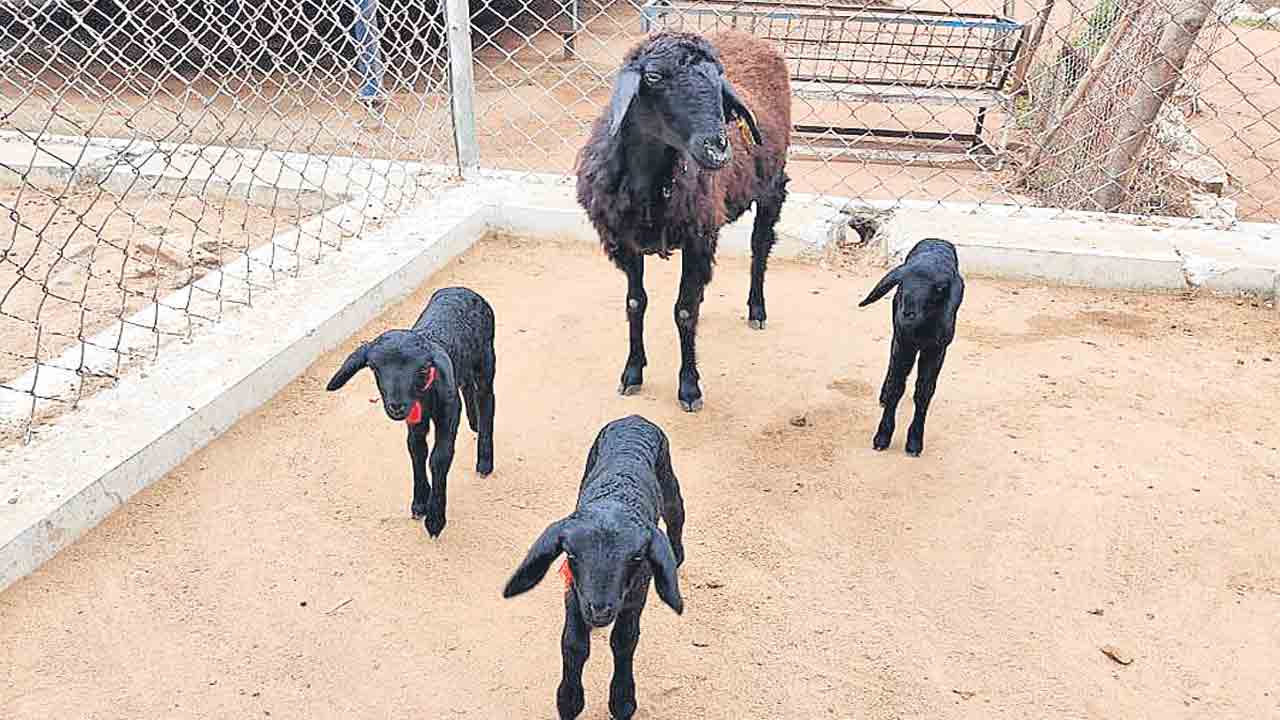 ఒక్క గొర్రెకు మూడు పిల్లలు!l