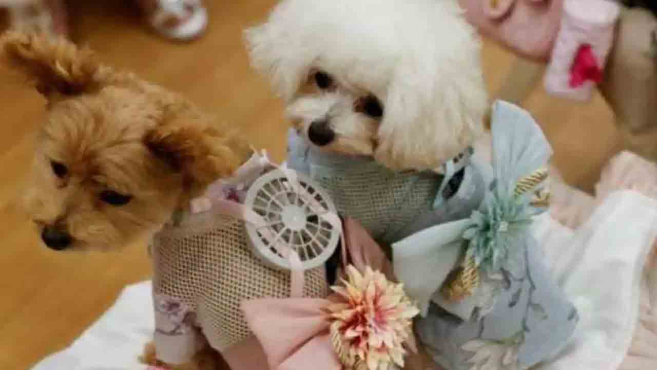 షేరూ వెడ్స్‌ స్వీటీ.. పెంపుడు కుక్కలకు సంప్రదాయ పద్ధతిలో పెండ్లి చేసిన పెద్దలు