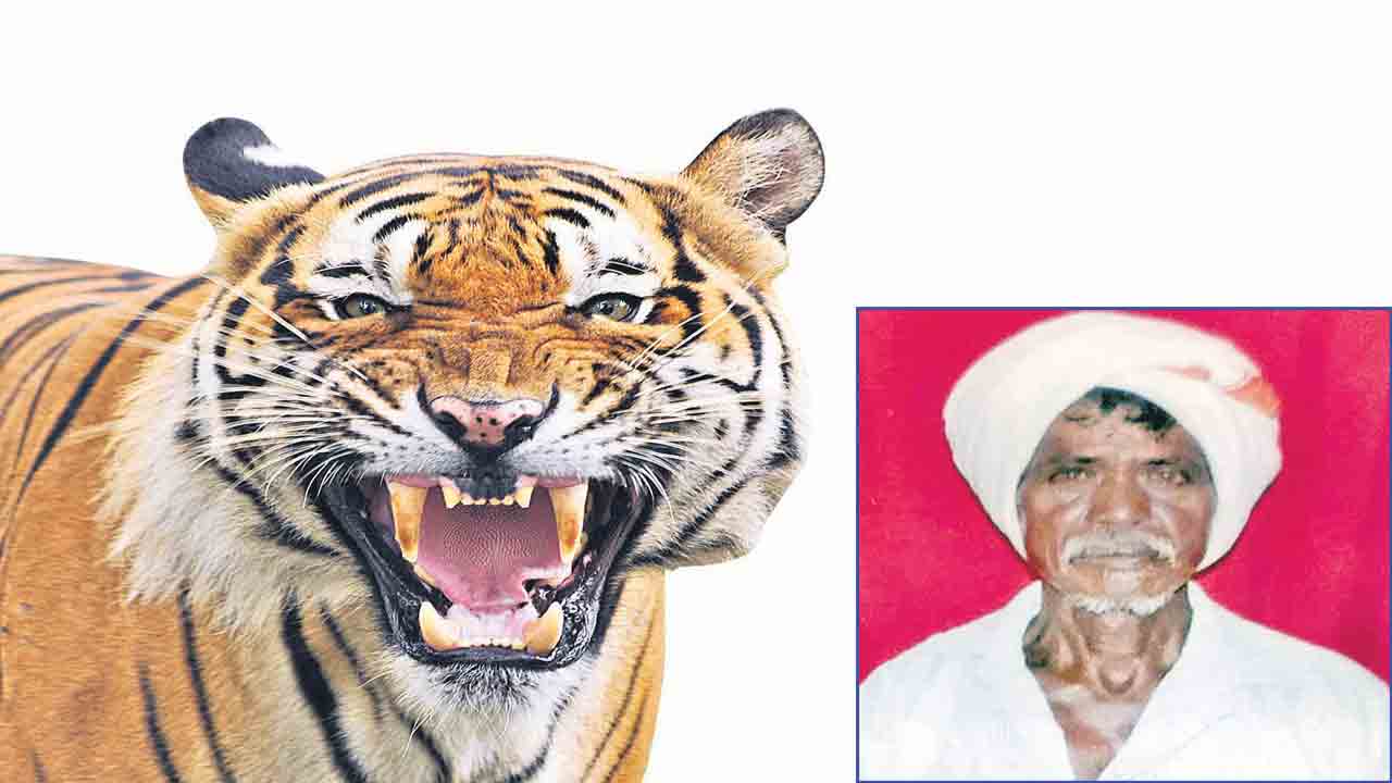 పులి పంజా.. ఉమ్మడి జిల్లాలో దడపుట్టిస్తున్న దాడులు