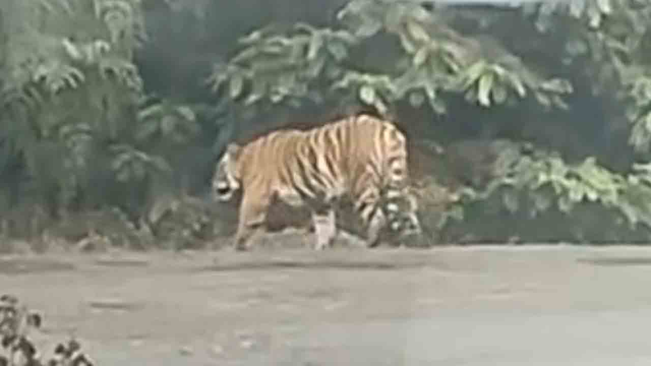 మంచిర్యాలలో పులి సంచారం?