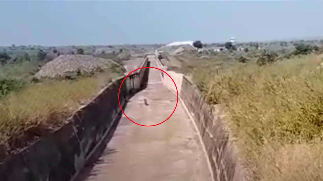 జైనథ్‌లో పెద్ద పులుల కలకలం..!