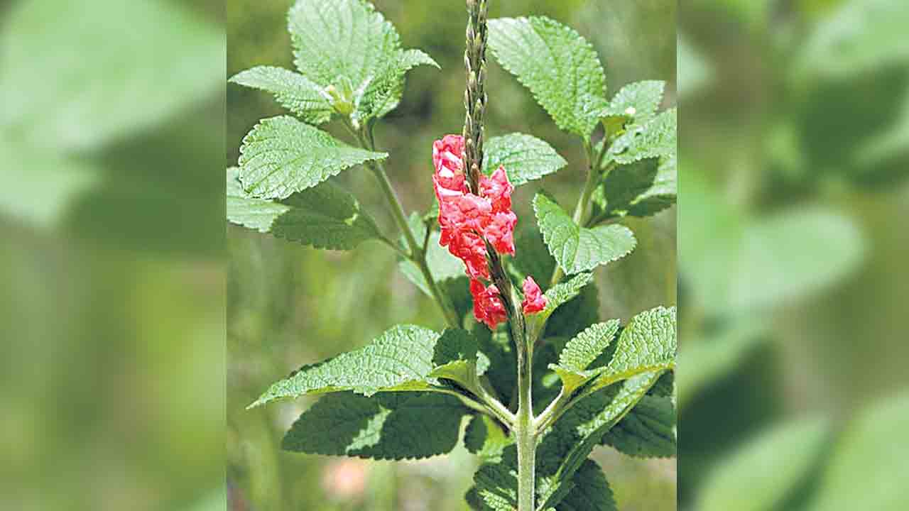 అంటు కట్టిన పూల తోట