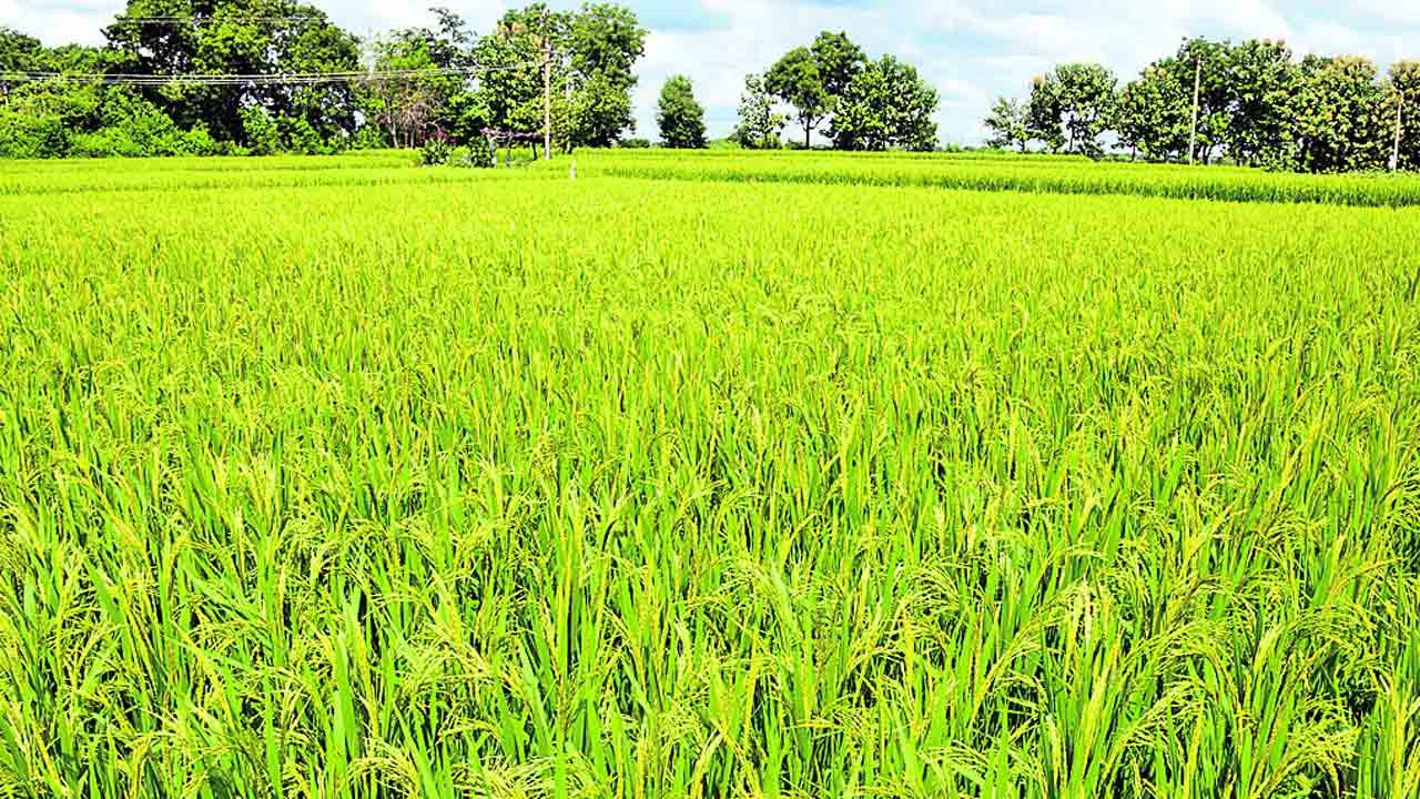 విత్తనం వేయకుంటనే ఇరవై బస్తాలు..!