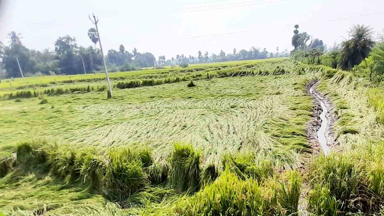 నేలకొరిగిన వరి.. జడలు కడితే సరి !