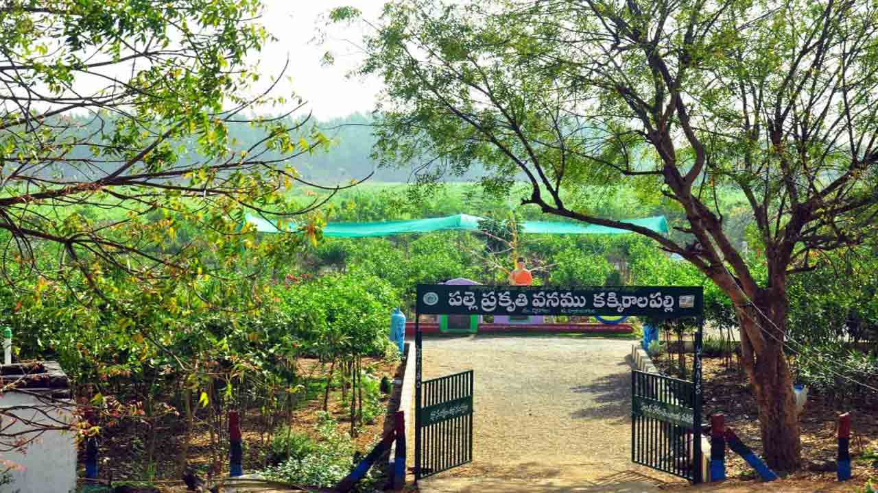 పచ్చదనం పరుచుకున్న ప్రకృతి వనం