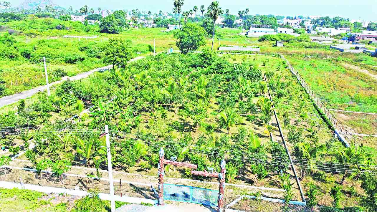 పండ్లు పుష్కలం కోతులకు ఆహరం