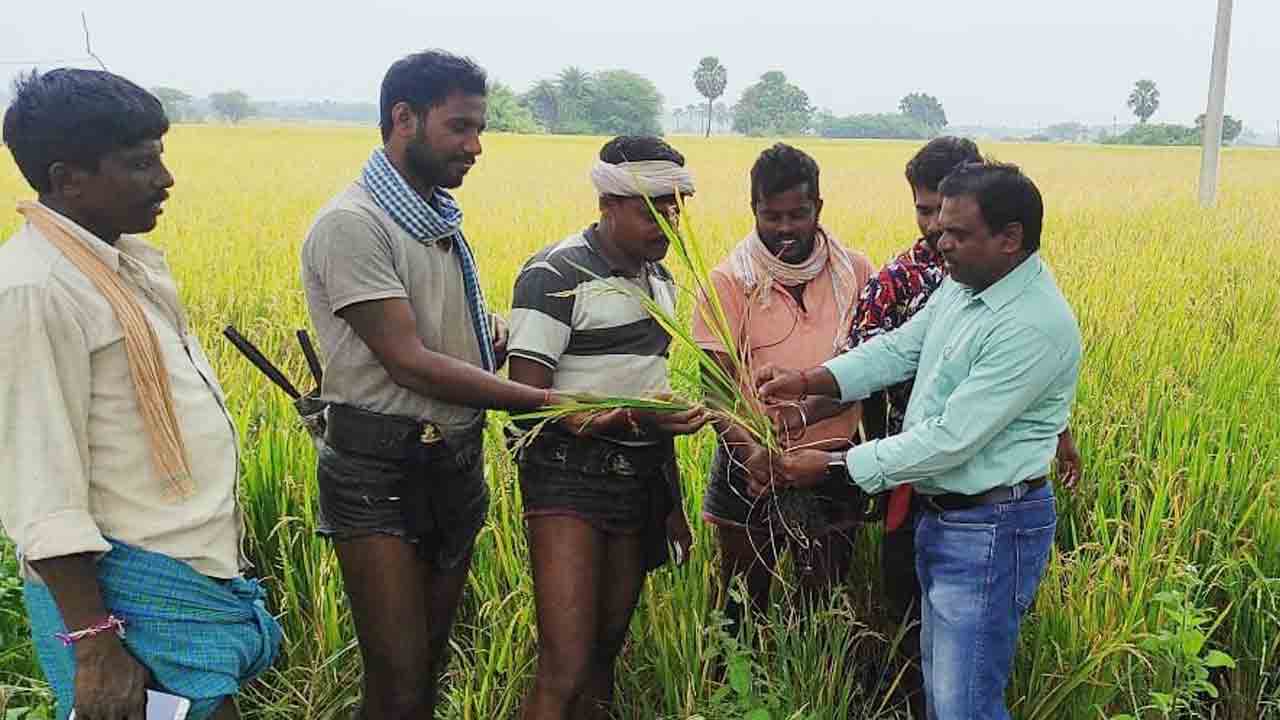 తెగుళ్ల నివారణకు జాగ్రత్తలు తీసుకోవాలి