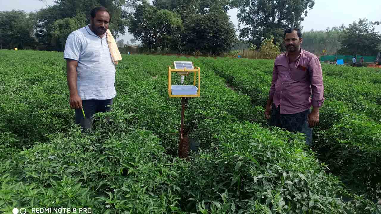 సోలార్‌ లైట్‌.. పురుగులు ఔట్‌