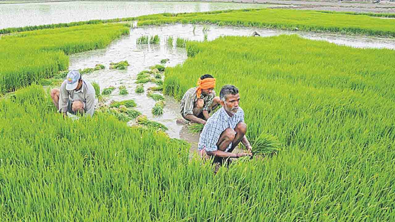 సాగుతో ముకుతాడు