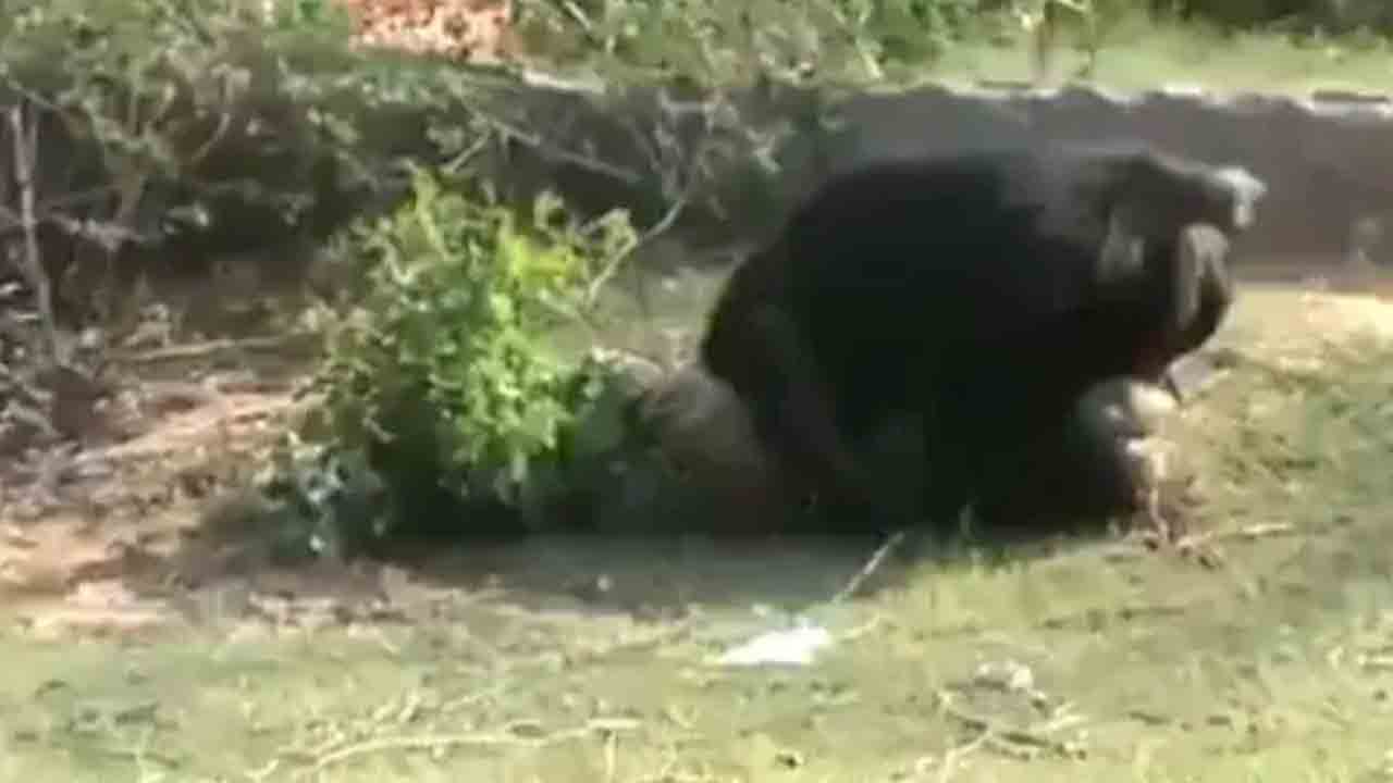 తెన్‌కాశిలో ఎలుగుబంటి హల్‌చల్‌.. ముగ్గురిపై దాడిచేసిన బల్లూకం