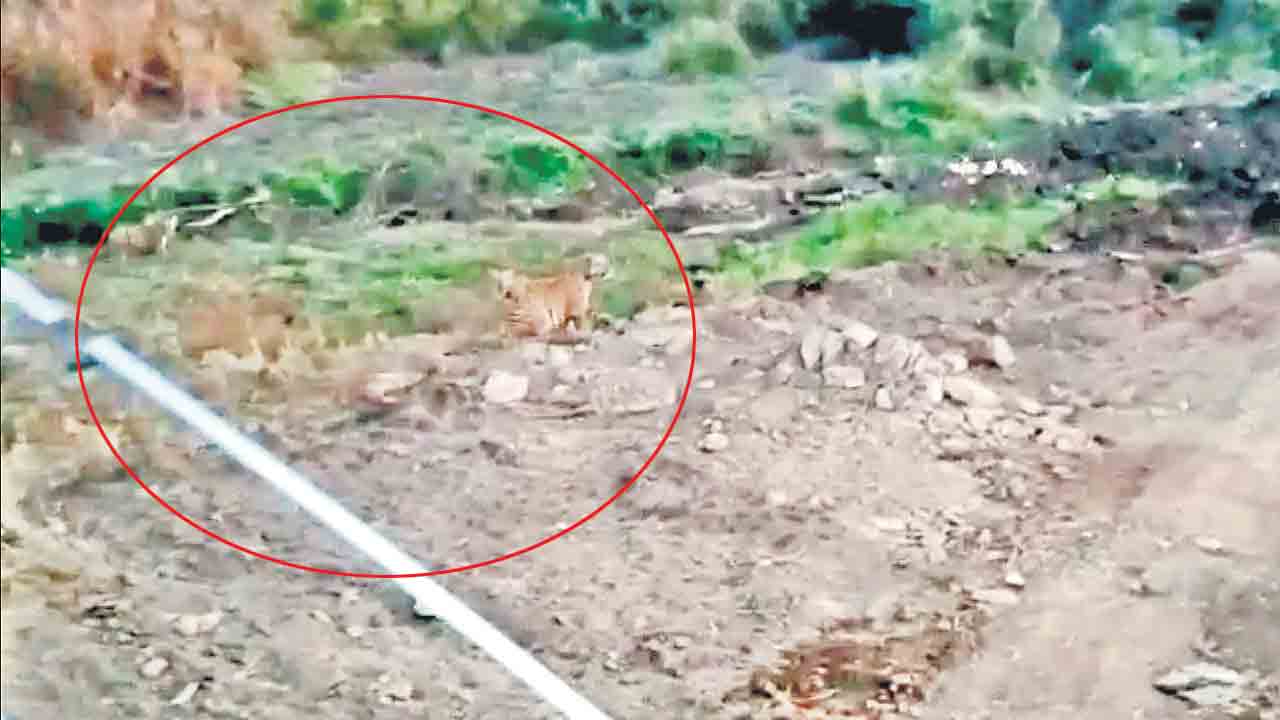 మహారాష్ట్రకు పులులు