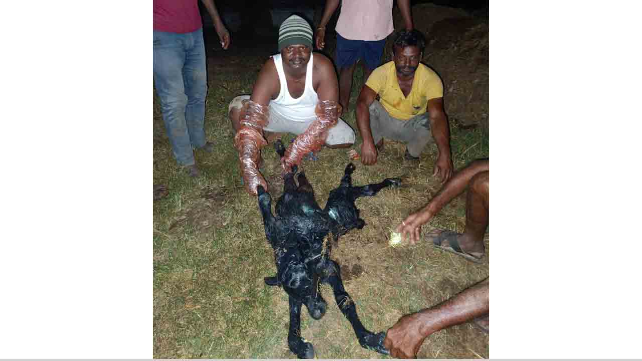 వింత దూడకు జన్మనిచ్చిన గేదె