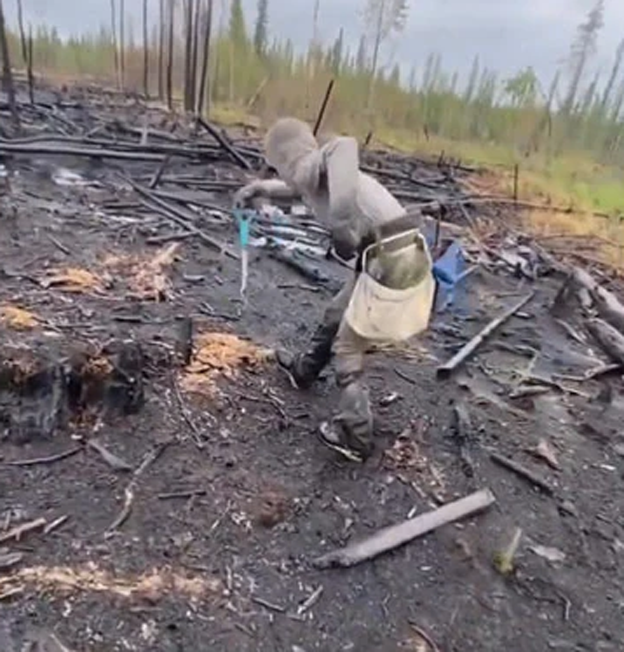 Viral video: ఒక్క రోజులో 23 వేల‌కు పైగా మొక్క‌లు నాటిన కెన‌డా మార‌థాన‌ర్