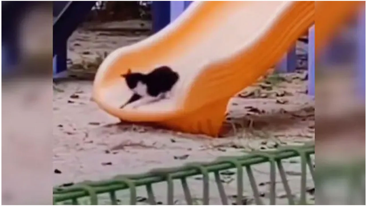 వైర‌ల్ వీడియో : పార్క్‌లో స్లైడ్‌పై ఆడుతూ ఎంజాయ్ చేసిన పిల్లి