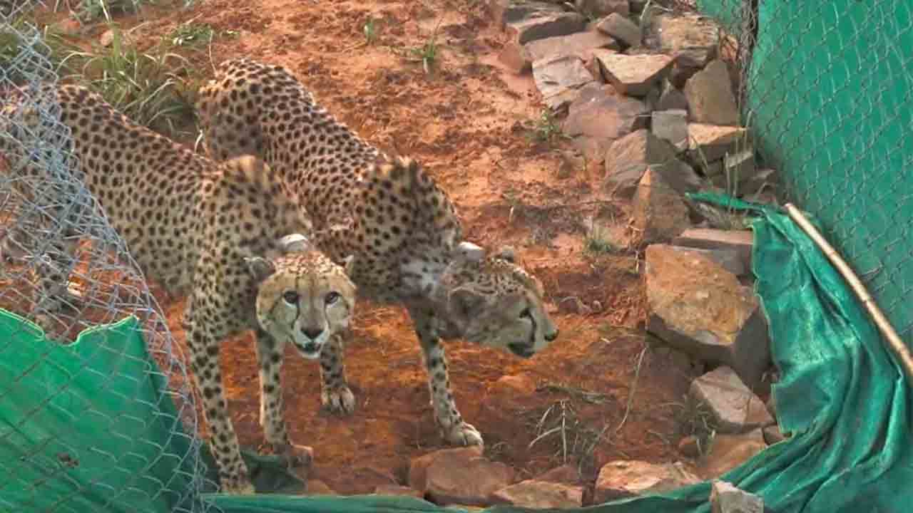 క్వారంటైన్‌ నుంచి పెద్ద ఎన్‌క్లోజర్‌లోకి మరో రెండు చీతాలు