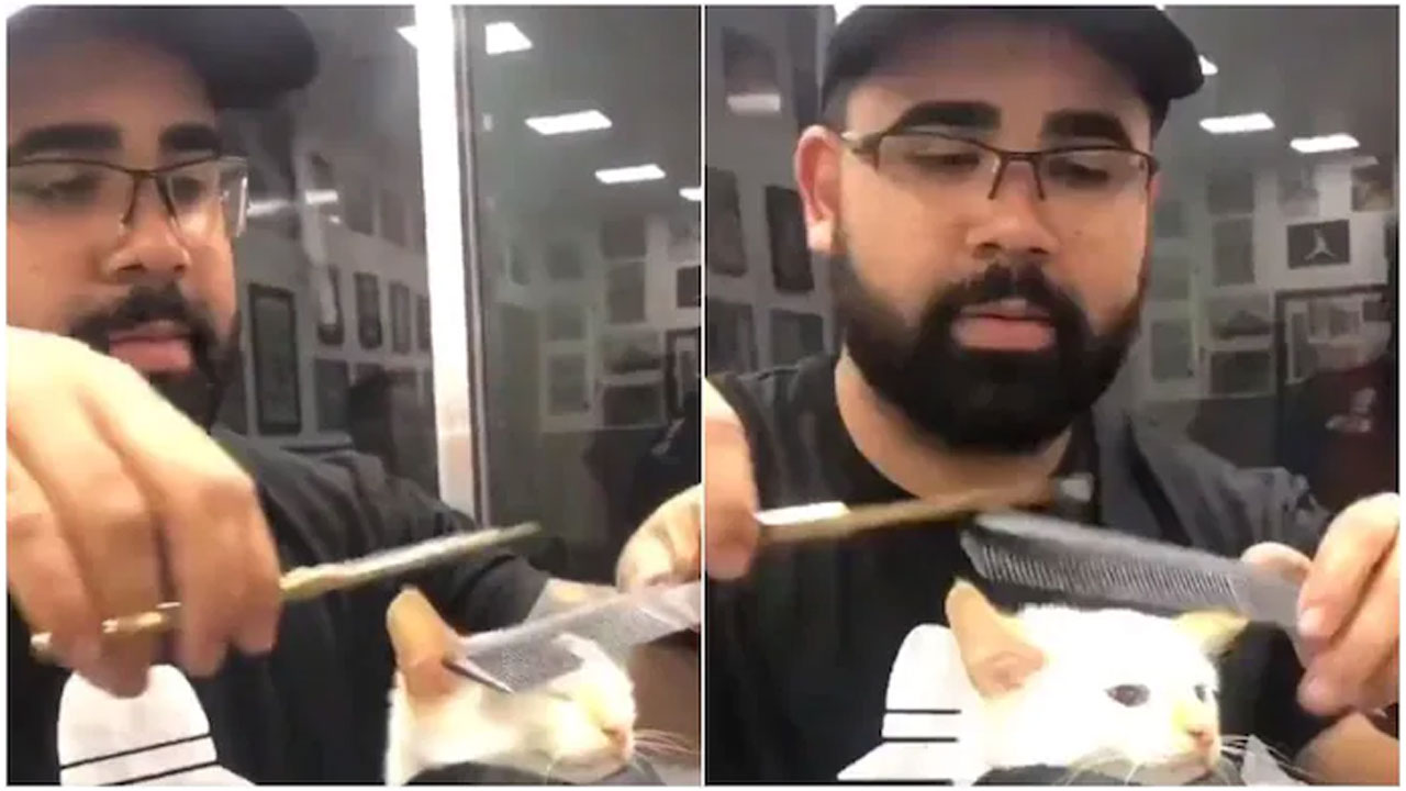 హెయిర్‌డ్రెస్స‌ర్ ఎదుట కుదురుగా కూర్చున్న క్యూట్ క్యాట్‌..ఆపై..!