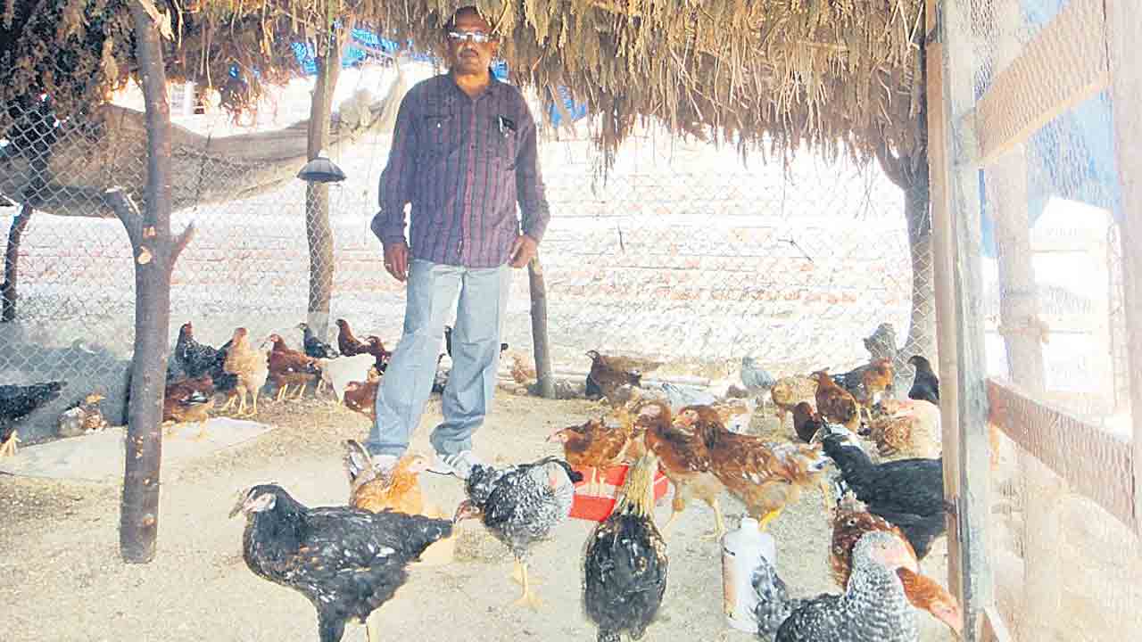 పెరటి కోళ్ల పెంపకం.. లాభదాయకం