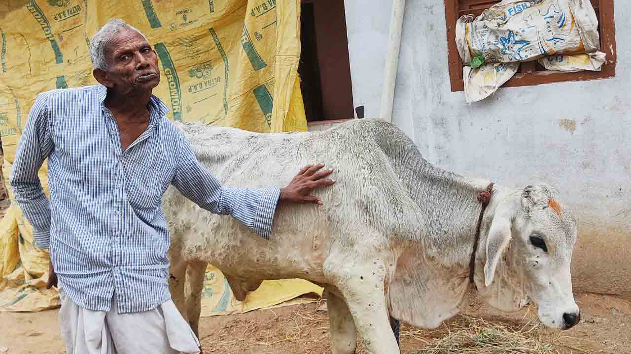 ఆవుల ఆరోగ్యంపై అప్రమత్తత అవసరం