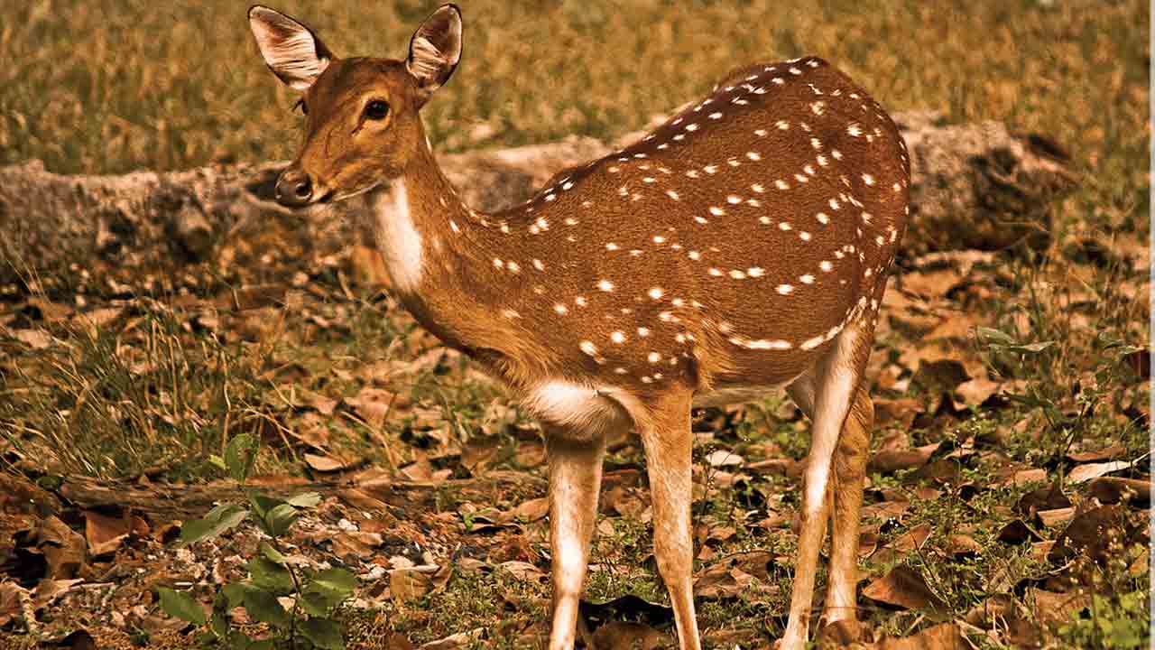 సంగారెడ్డి జిల్లాలో మచ్చల జింక మృతి