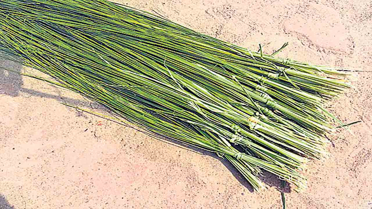 దర్భలు.. వరాహమూర్తి కేశాలు!